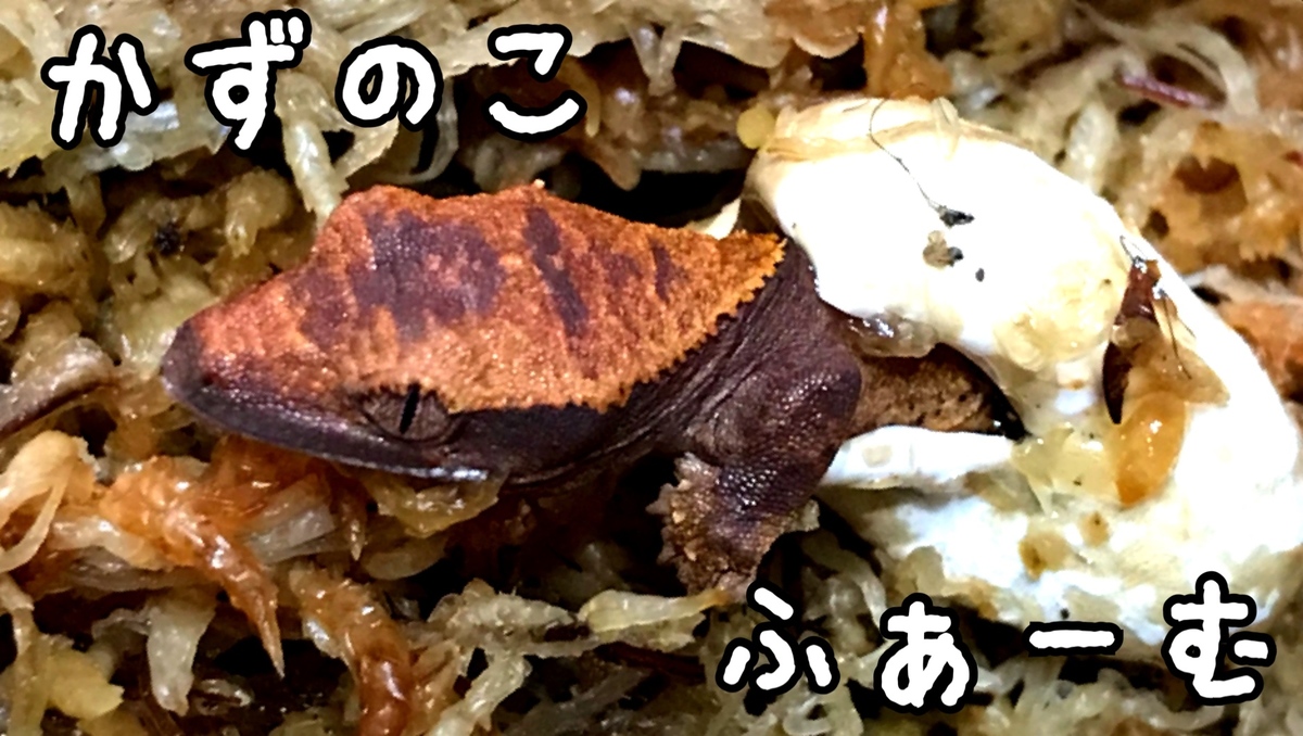 f308d8cc-0258-43a8-97f0-cfb61cfc6ace