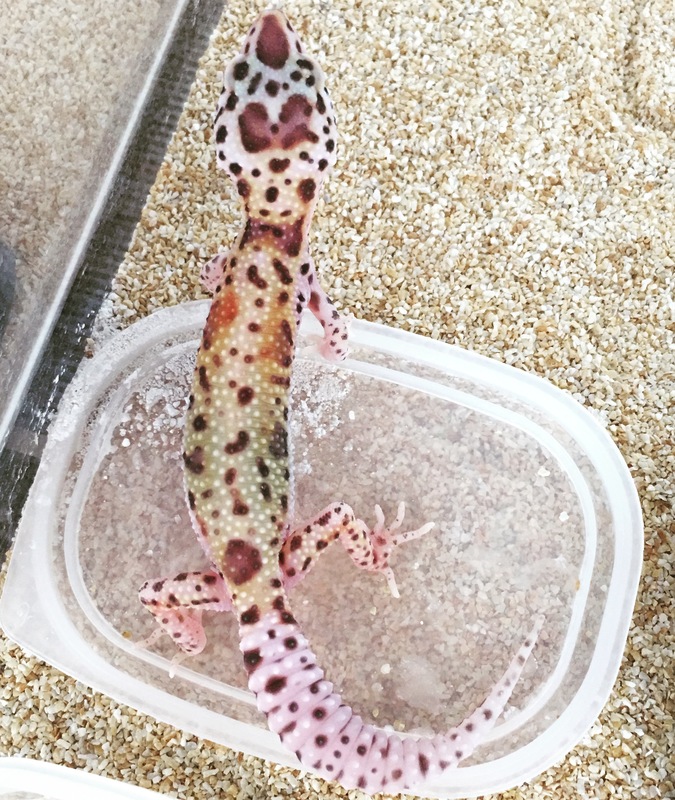 3e2d4bb9-8da6-4fb0-ad45-46dc1c045a26