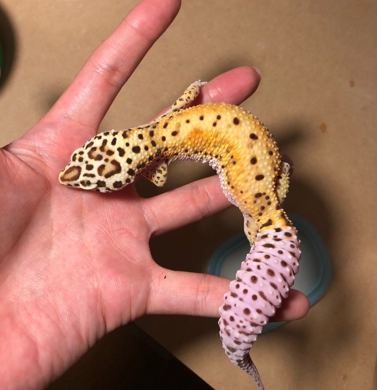 5322b557-18fc-445e-acd6-32da594adb1a