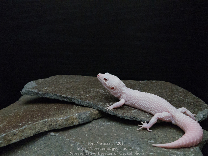 ホワイトナイト&ディアブロブランコ ホワイトナイト&ディアブロブランコ ホワイトナイト | Yo-Jiの