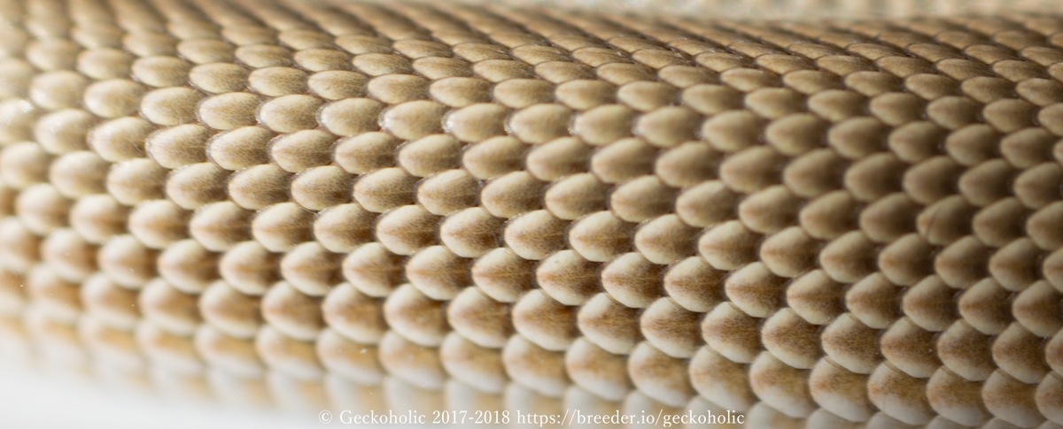 f2dc4dac-10e9-4c89-9d17-4782803731a8