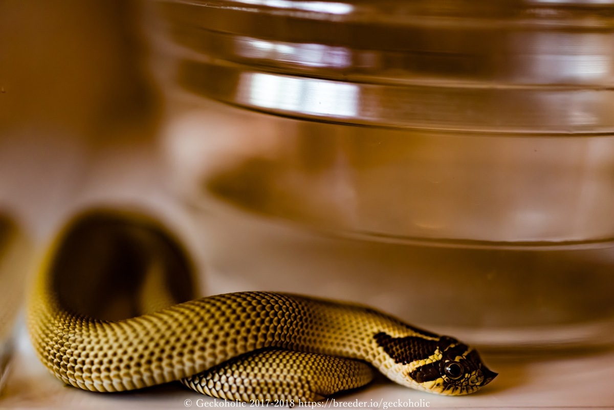 f2d38ea6-6882-4622-b23a-eeda3ffab8a5