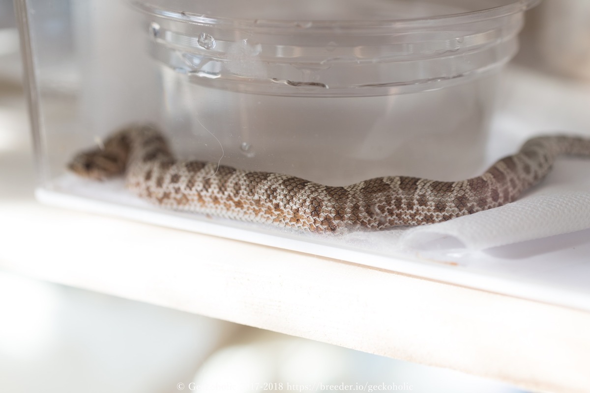 597229aa-b277-4670-992e-f486b074416c