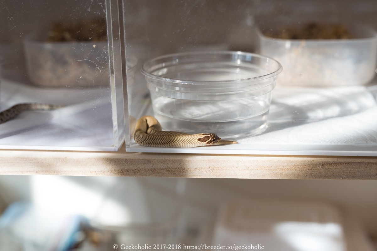 92b9e85f-58db-404c-9637-8f650681f5de