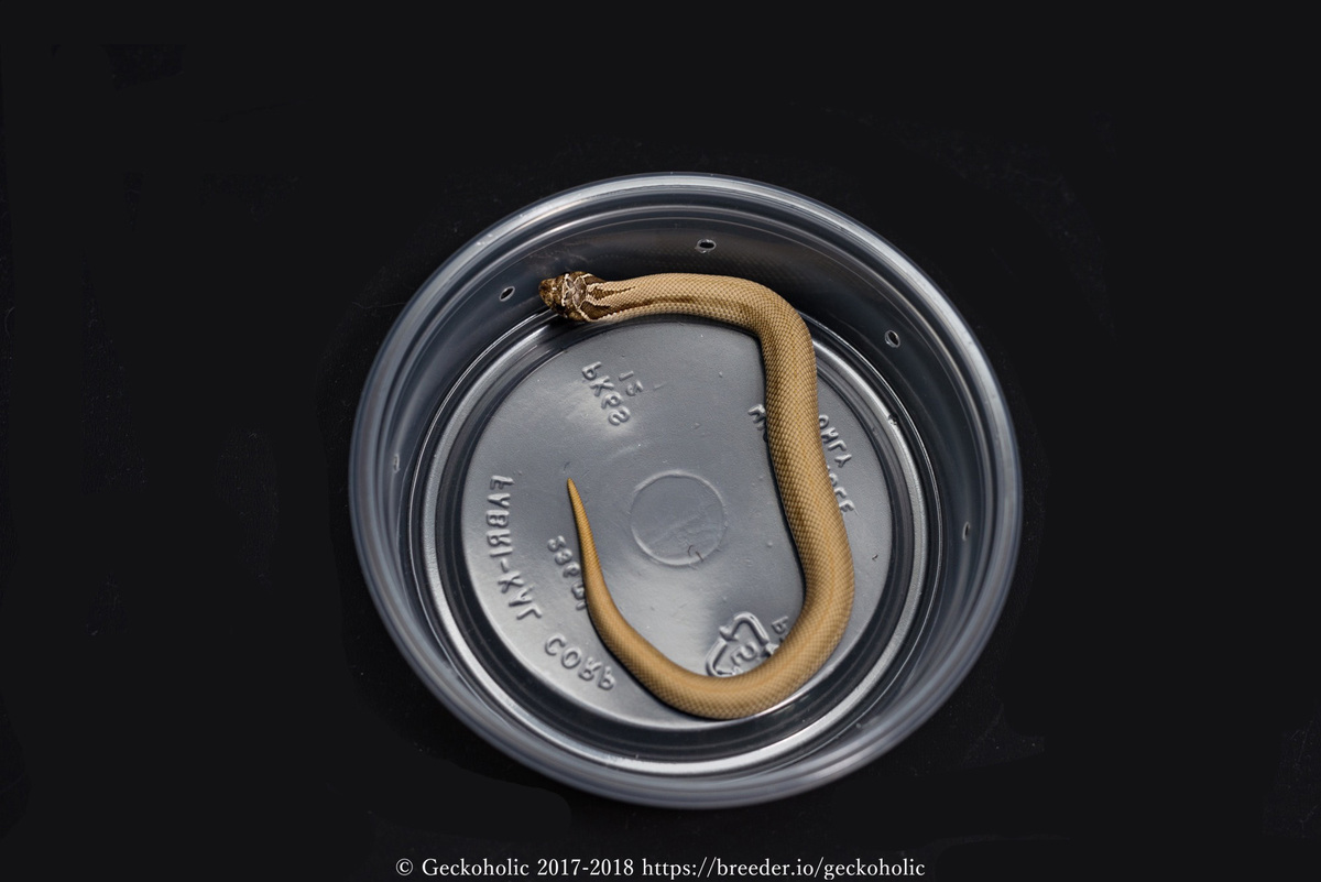 923e264a-ab75-49a4-a407-a6eed606fe99