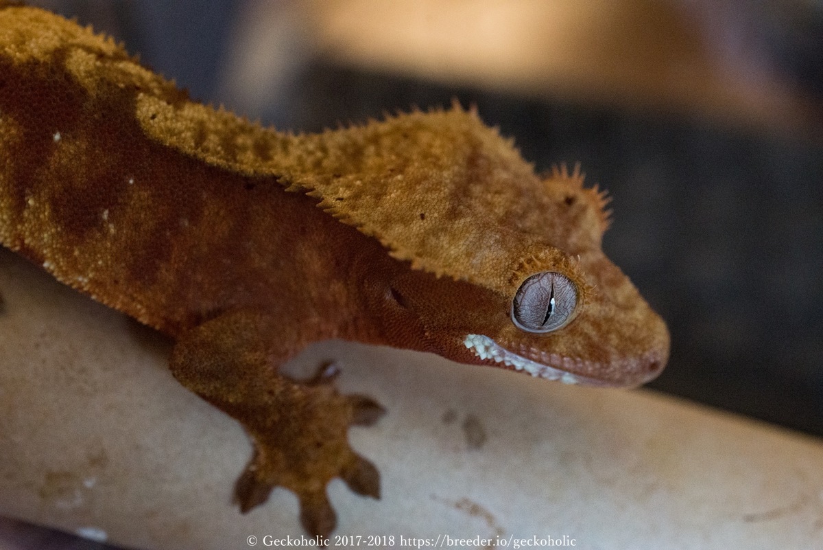 928da914-9aeb-4e95-899e-3ec70fd499ae