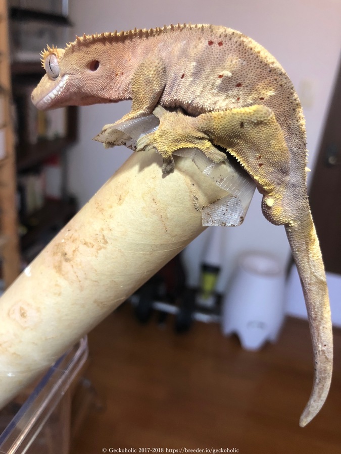 8eaf8b2a-4f41-4a52-9207-47b950928039