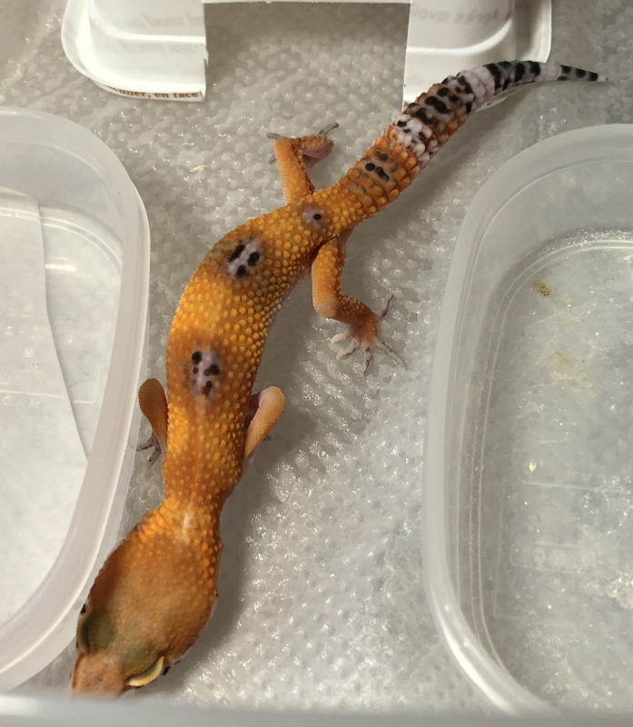 b7a6896d-193e-4c20-ae50-a2ea33423656