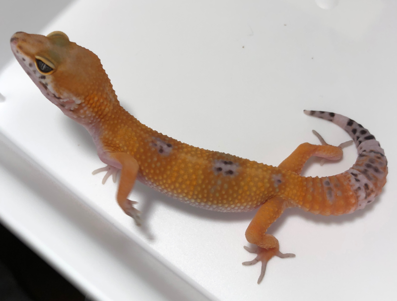 5b785fcc-e1ca-4d8a-a338-29d3eeaa9dbb