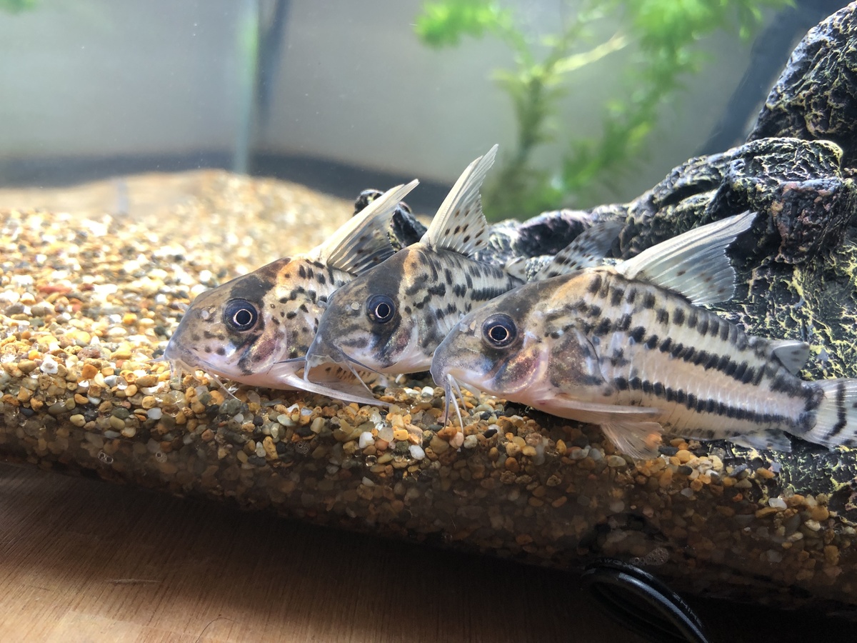 5c3dc678-6ba9-4833-86e9-338370925d10