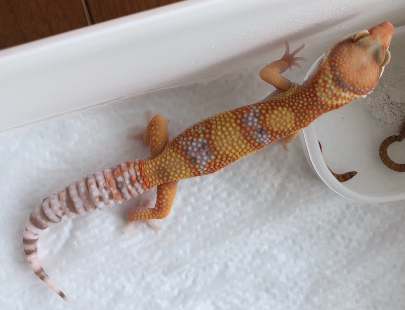 bdbffdd3-eae7-4598-baf8-572270a8fe65