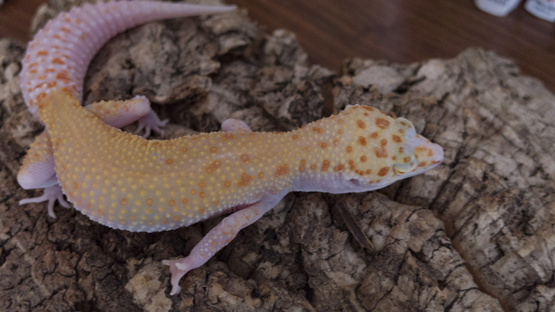 dd125e6b-f183-46ee-bebf-2d874061c2c8