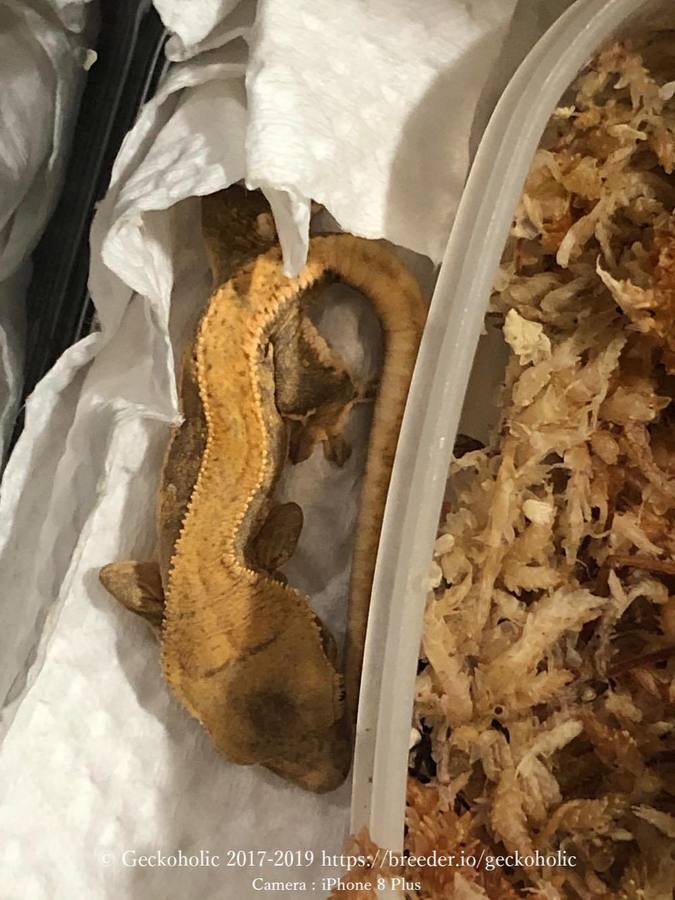 7c2d5c8b-ce19-4674-8646-cb0a8d3bcba3