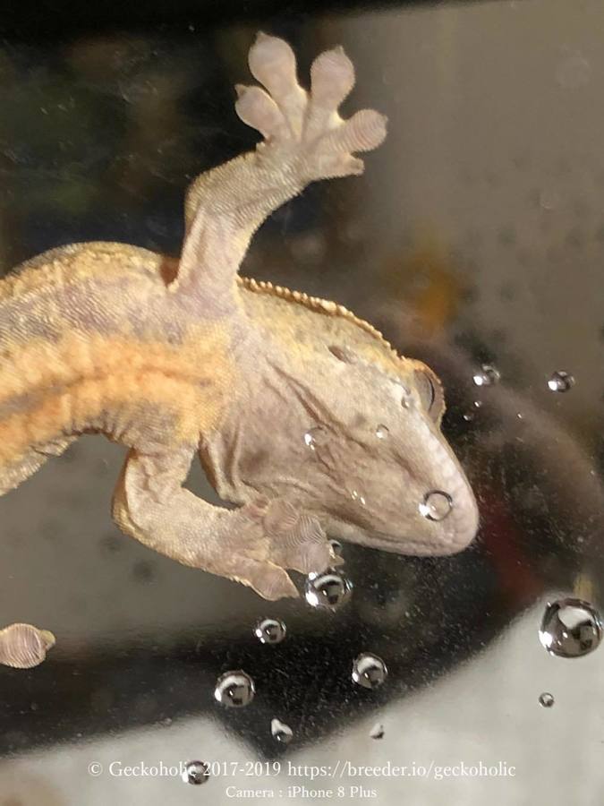 037a2586-1c92-4ac2-bc70-d88184249425