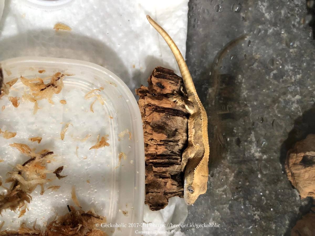 9304481c-4c3a-4aaf-ae85-8b09bfe3e16e