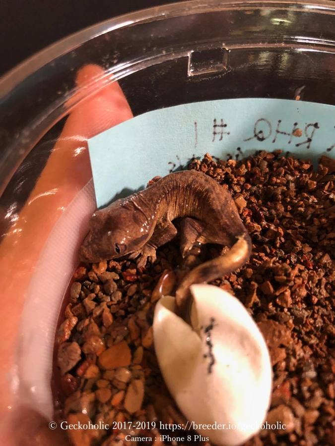 31323dc8-c997-40cc-8314-8eac8def0d4a