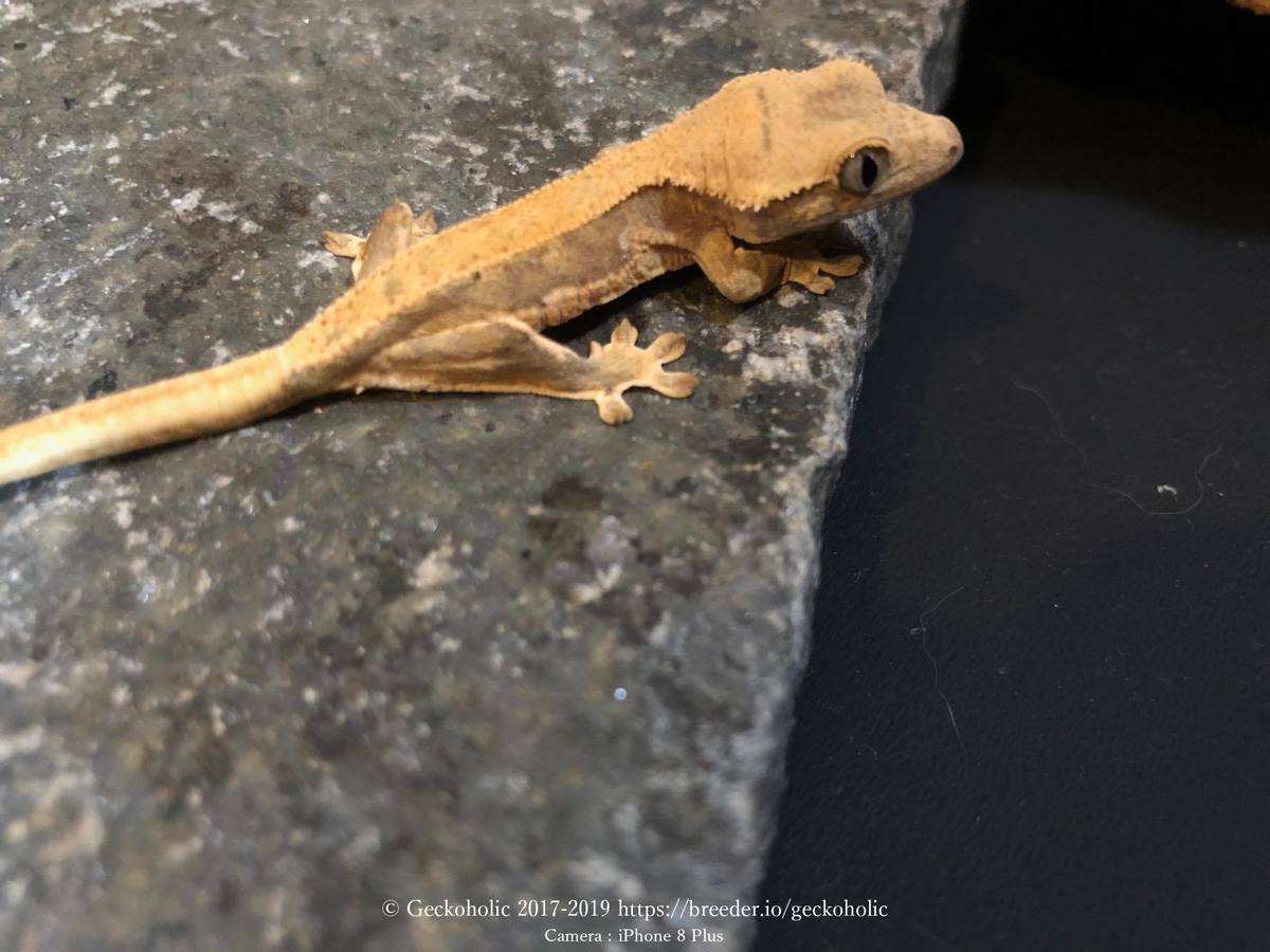 c08d7bff-acb9-47fc-84d7-692da4b659a0