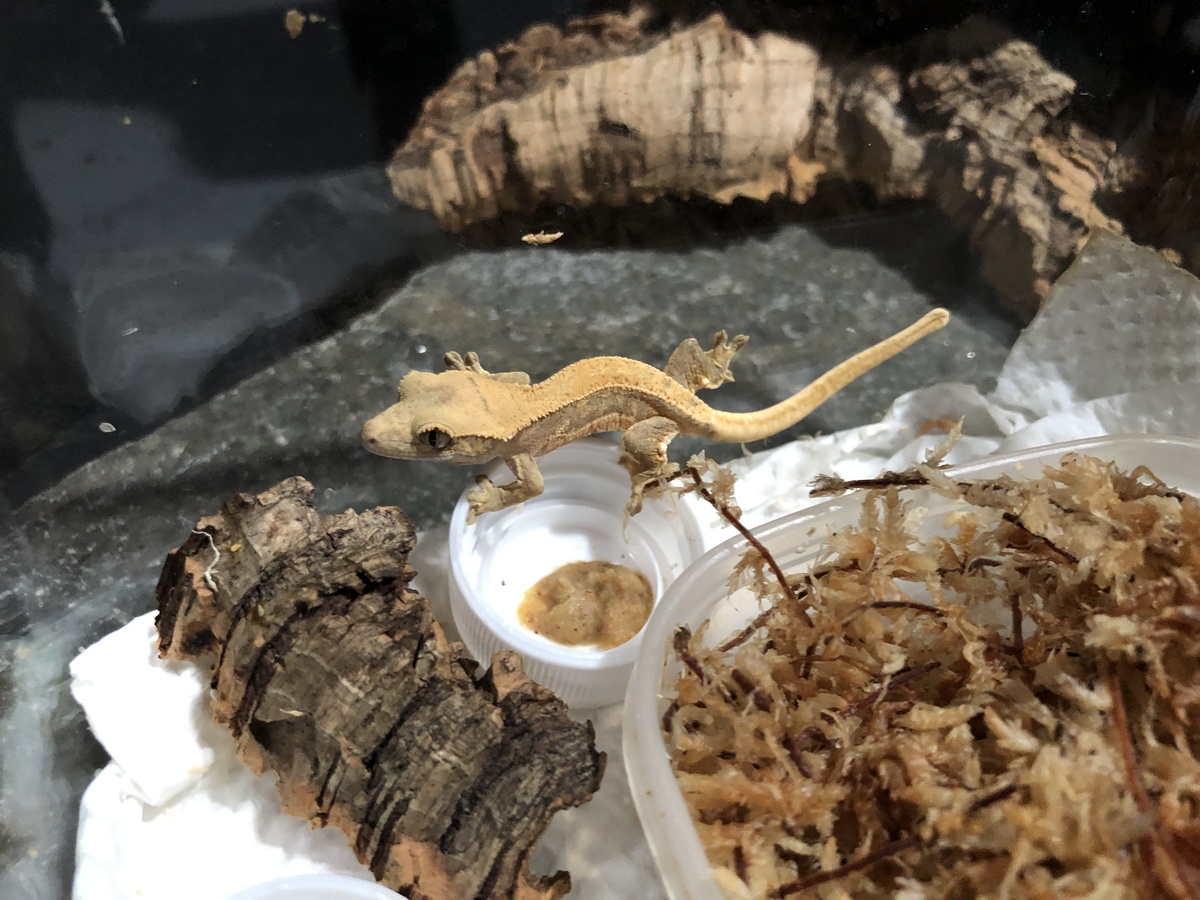 60d257b6-4d2d-4cd5-9d28-f691d5b9cc65