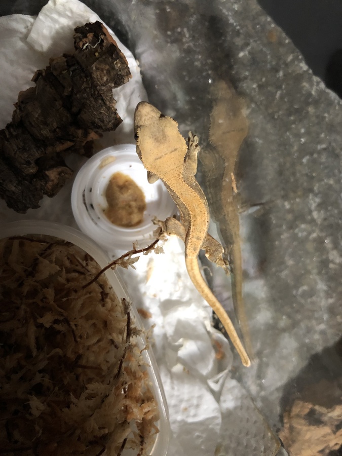 8abbd552-4bef-4630-8b73-4e8bb86524fa