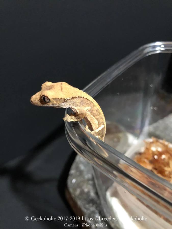 284fc1e7-733b-416c-8a7f-5f37336068f9