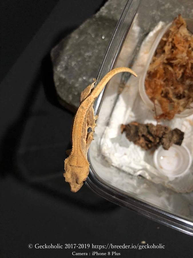 a2df06ef-578d-443b-b6b0-f7ff7730b111