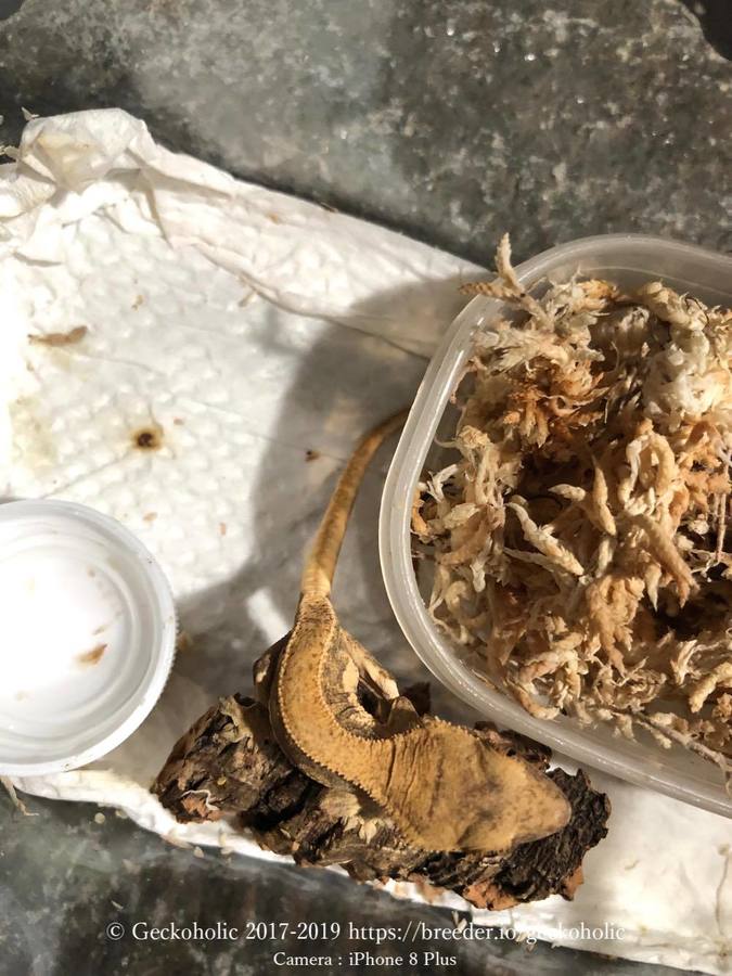 42c13b51-b76b-4d8f-9a32-55a5729be5a7