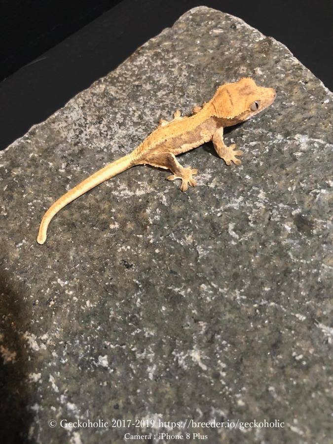 f7782ab6-a6a1-402a-b903-c584677a7544