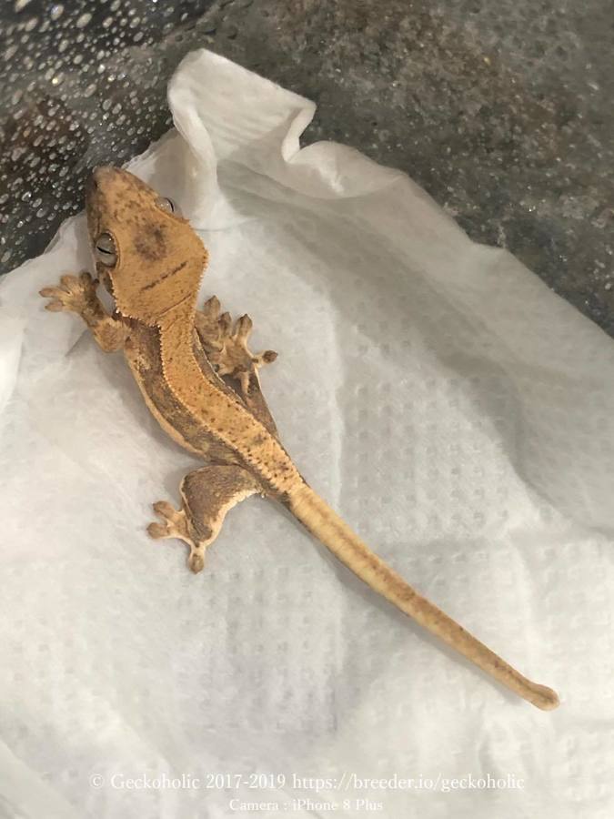 c5ad9db0-f982-4dff-8f13-307e811d65fc