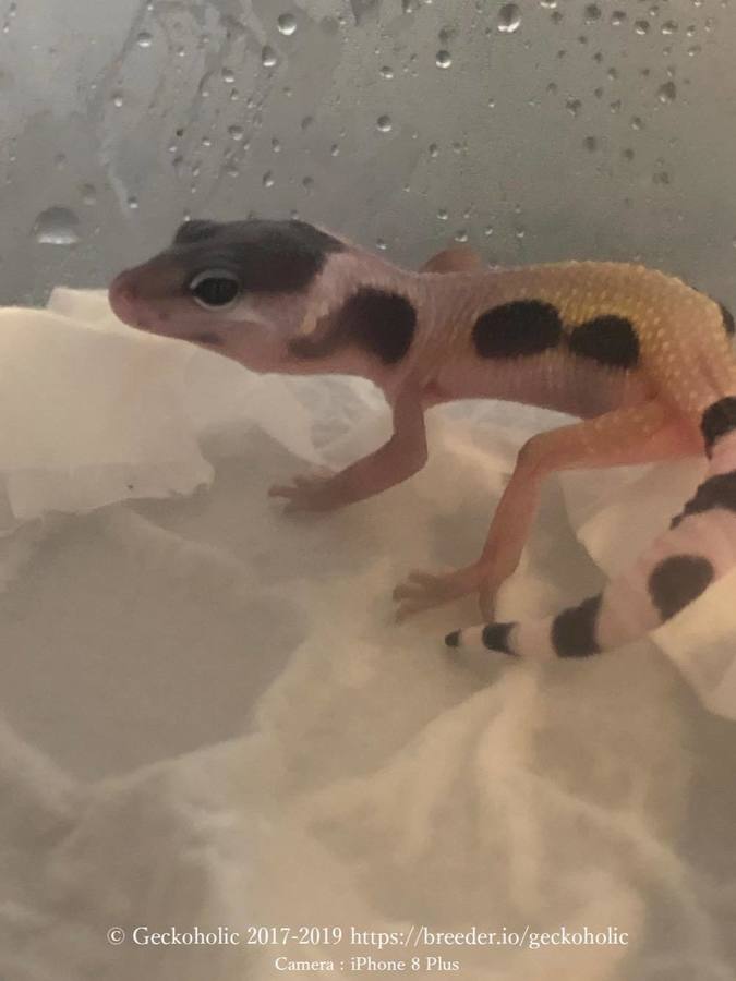 f2bd8f20-9989-46f7-ac44-8de1a85b7c5b