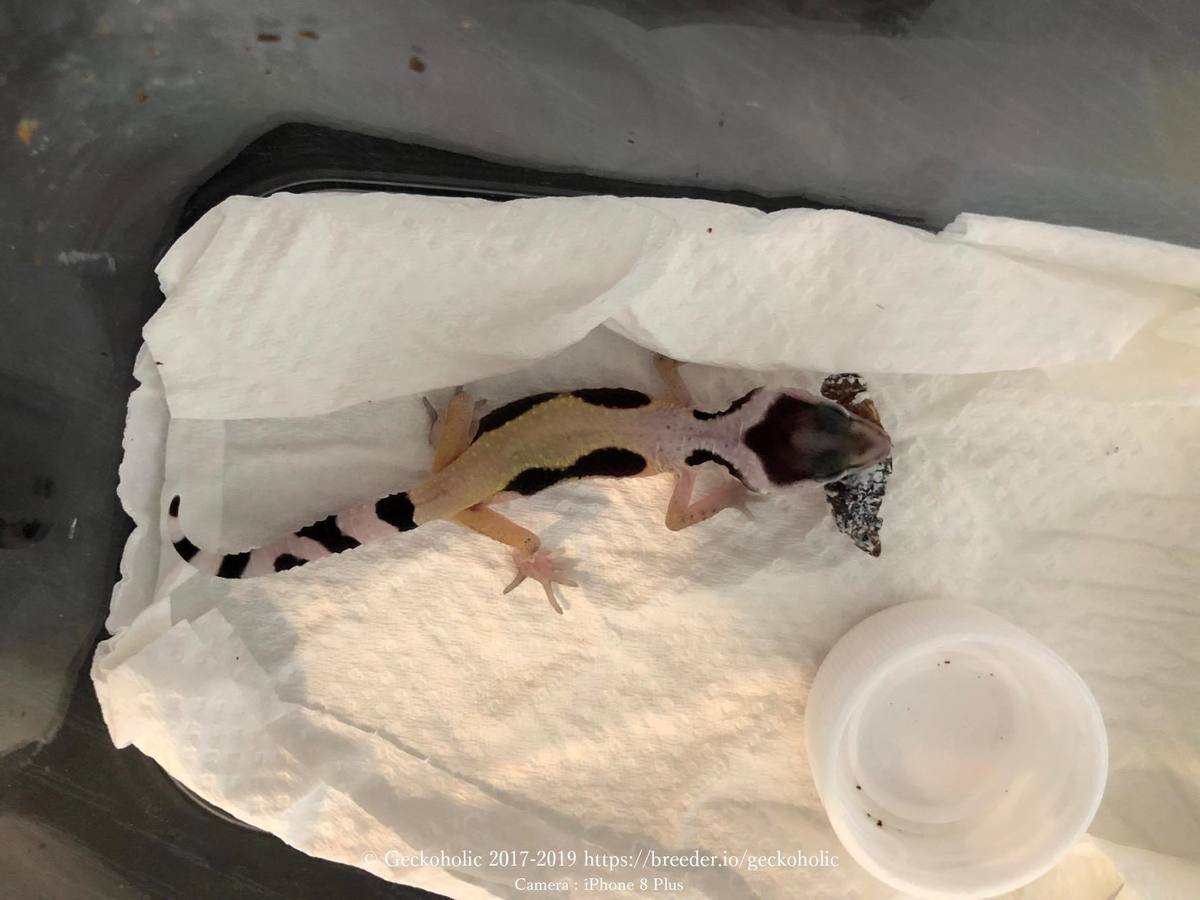 6c969b07-0ff1-4a77-aa34-61d909c2f2d0