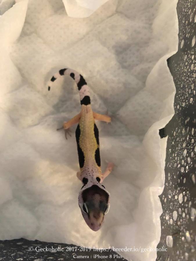 77ec1de7-af95-4ce8-95a0-21a8555d1610