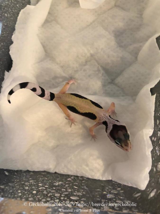 1ba5bc50-995f-4947-9321-b6e5d1275ca1