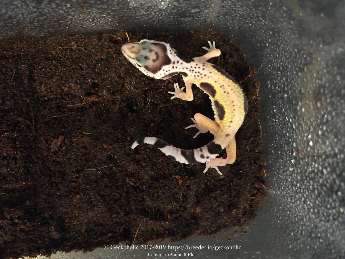 6c99817c-071f-4b2d-8228-b7b5db937238