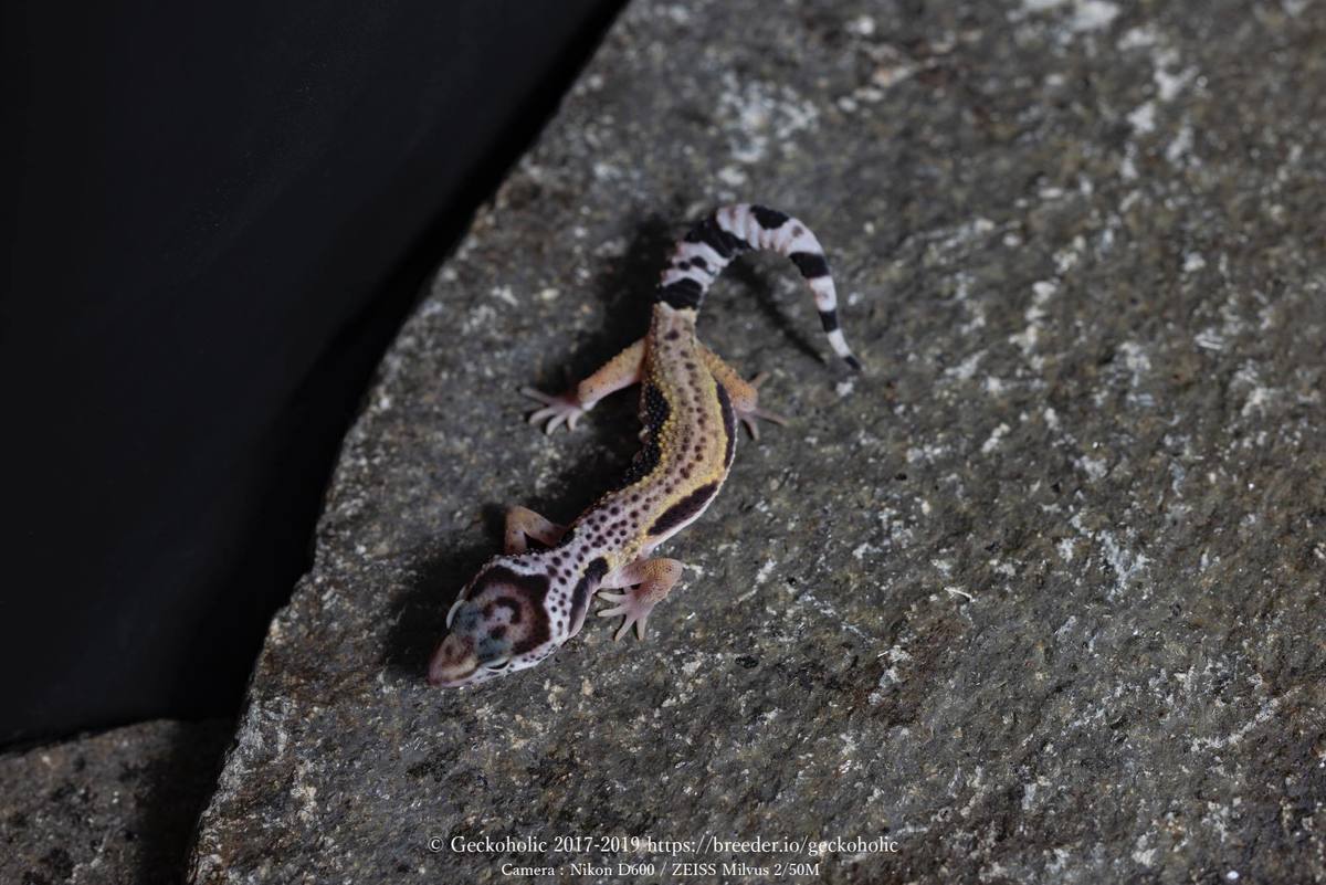 b7687cf6-620a-4987-93ab-70dd83e33775