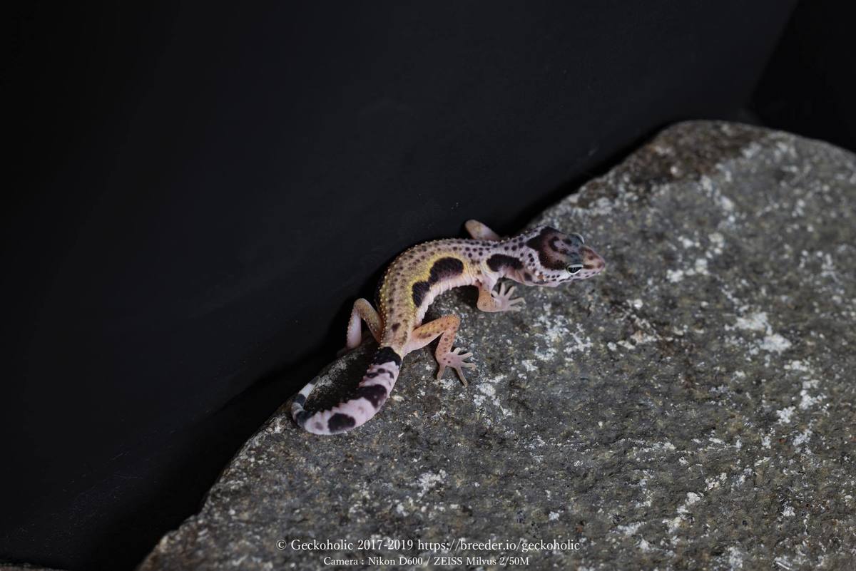 6cd9320f-70cc-4009-9b1e-e0ec80889643