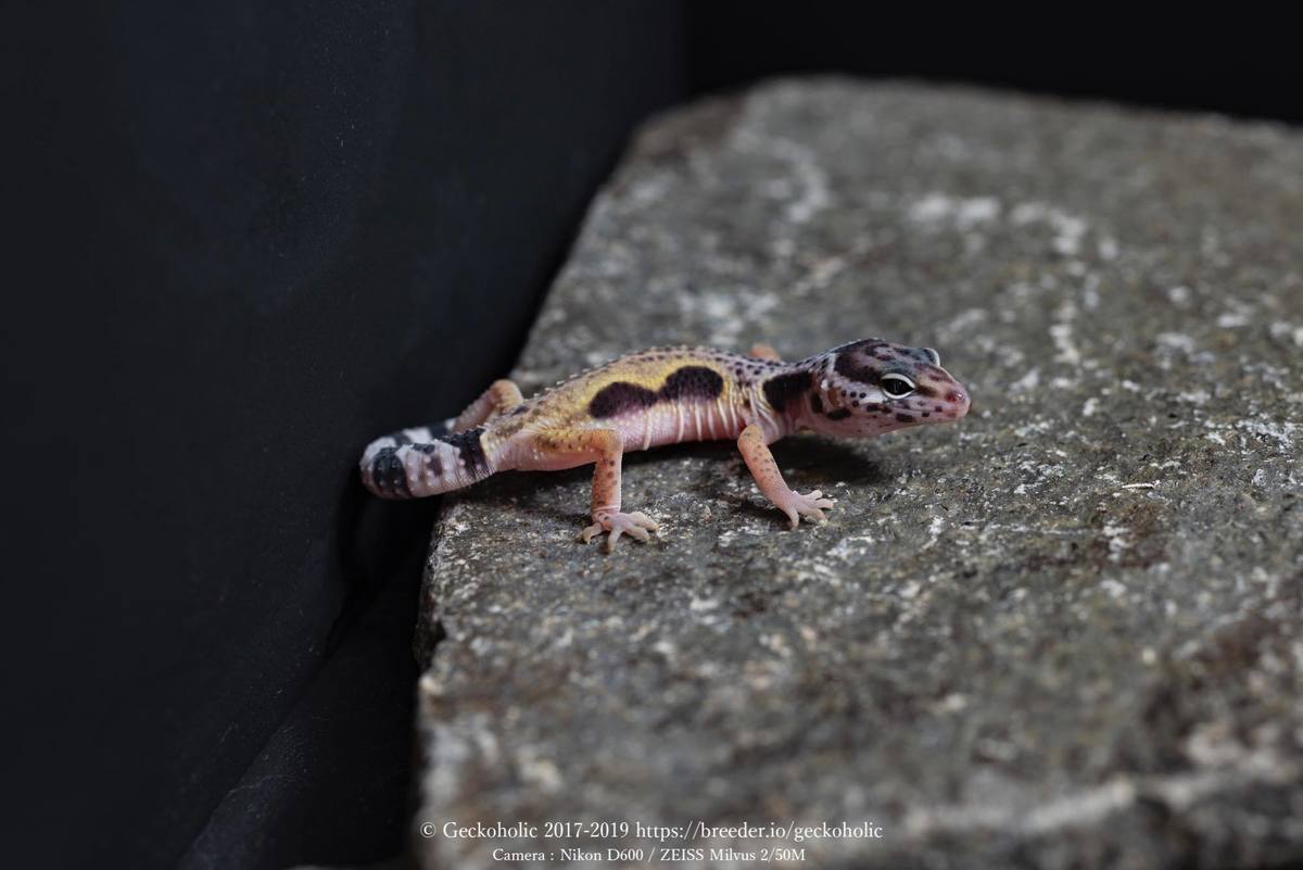 33710055-3528-4224-b6c1-a8b24b6bdc3e