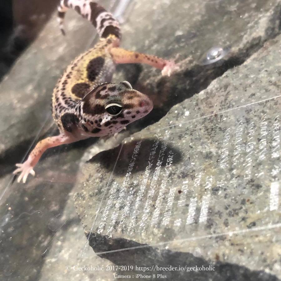 2e130d59-6b61-4155-87fc-10c59572f2e4