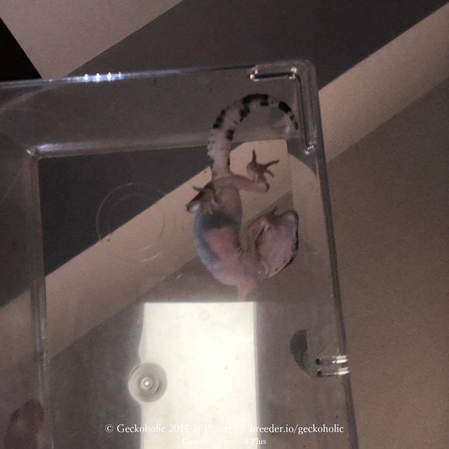 0aa9fe11-6d36-4f36-adc5-1a2eaa65d5e0