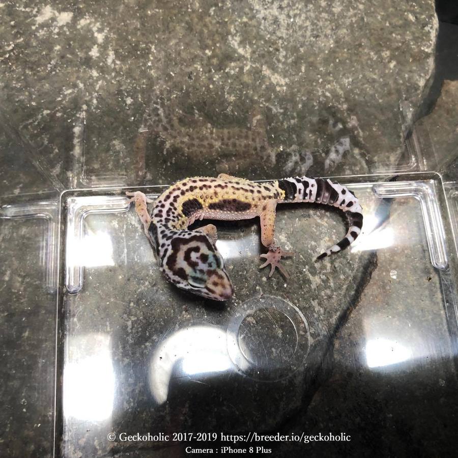 dc00b493-5147-4cfc-a22e-a85359b4d93b