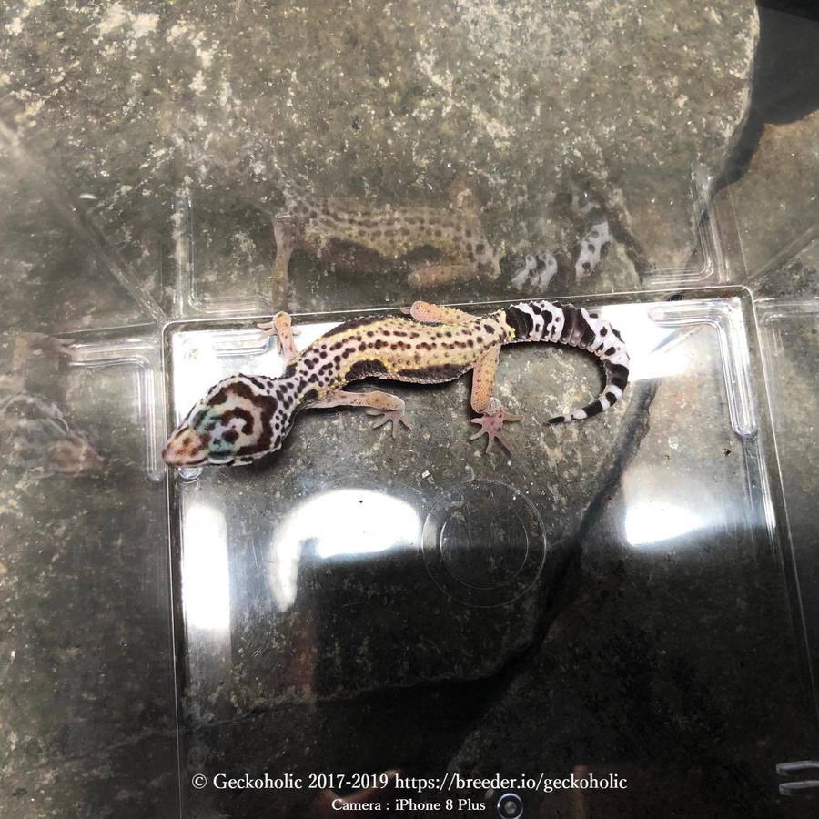 8e10f7d6-de42-4758-aca0-f1ef50ff99b1