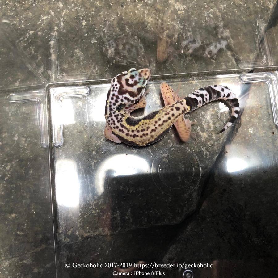 f312f40e-3c24-452b-b069-3f6dcb771c60