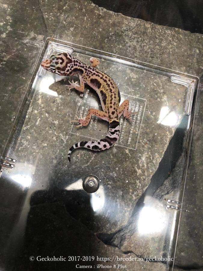 2a52c90c-d674-40b5-8791-630bcff4f103