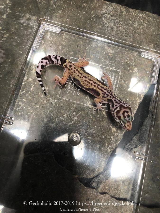 7a545773-0db1-48da-97e2-59ba541b64af