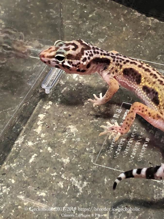 fe5ae22c-dab3-4d34-a4bb-58128be48ab9