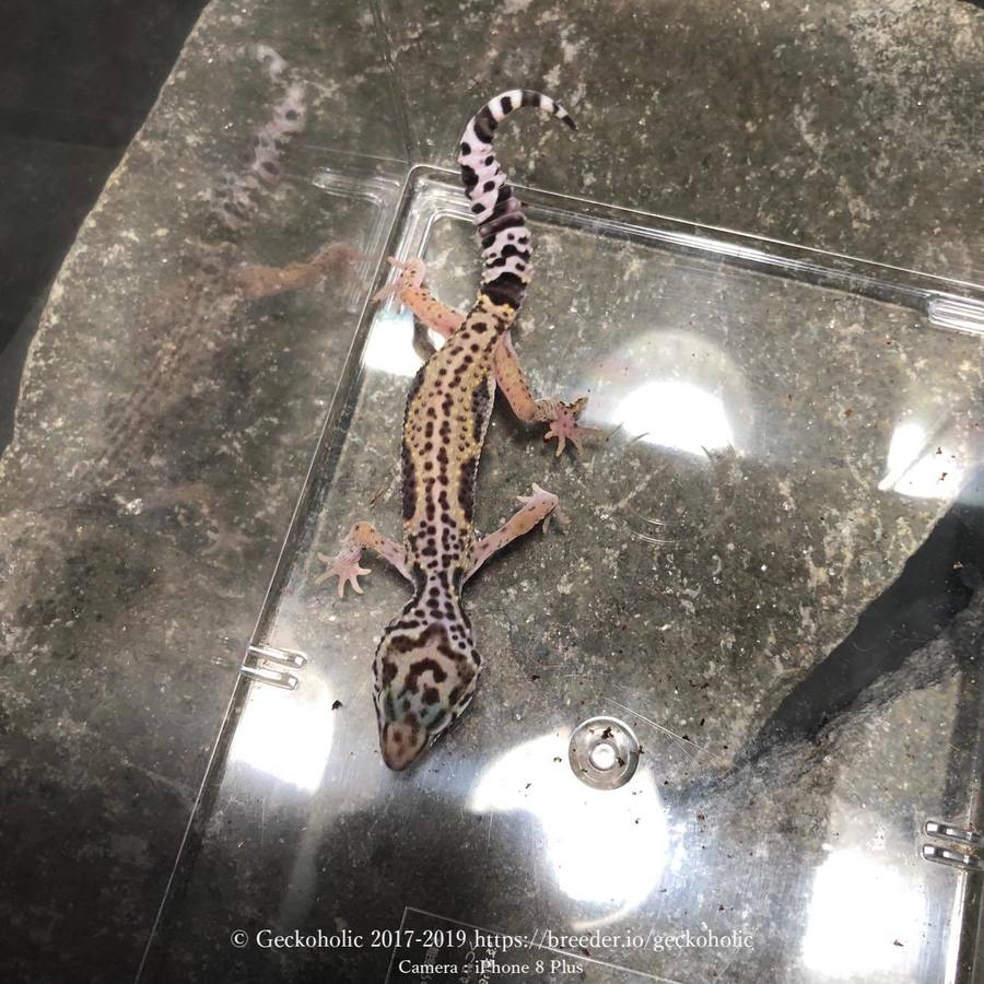 8908b94c-5c9a-455e-a28a-a621838eda38