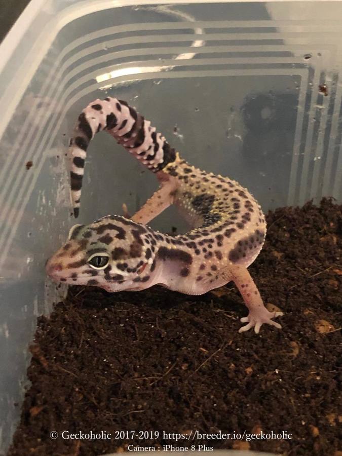 aef6ea9c-e01a-4fee-b15f-9459eae11106