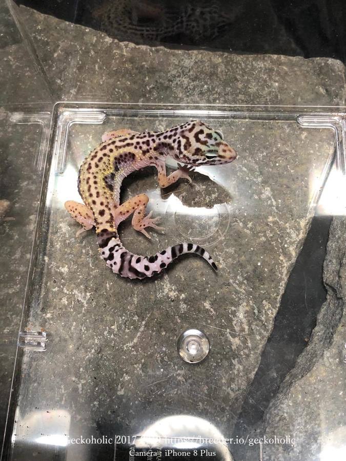 e00fb26f-d6a1-475a-8592-386ba02c527b