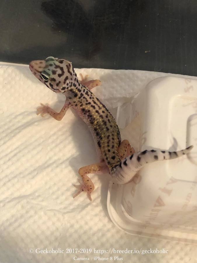 473e3d36-4e69-41a6-8f83-813545cb16f6