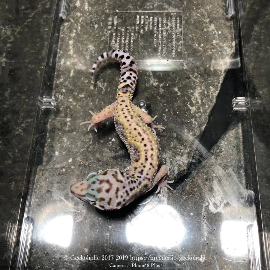 982ff76a-b606-4e11-82cb-eefc9acf0641