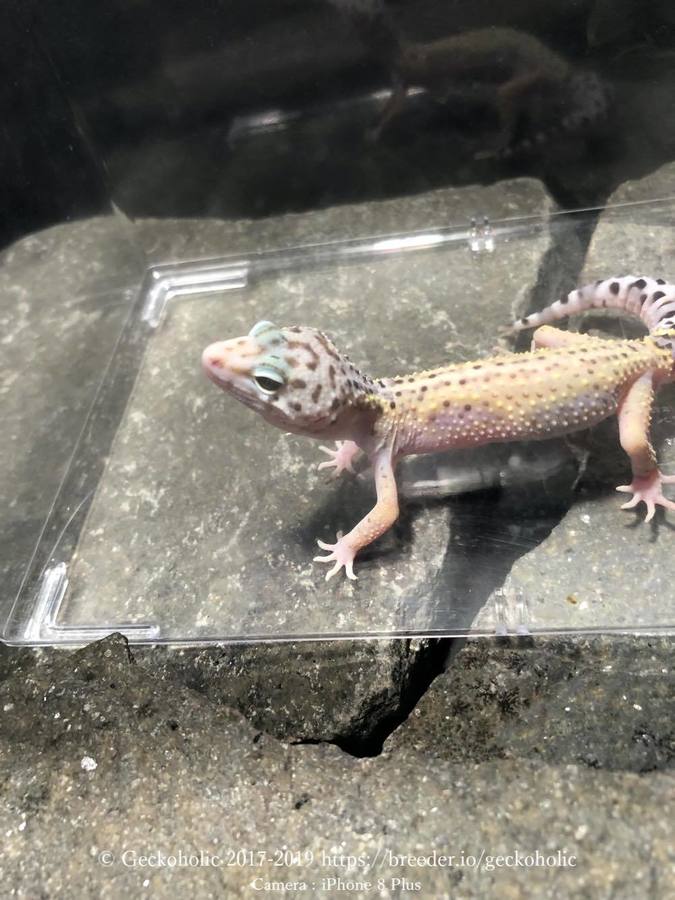 c7fa2183-40ae-4e96-b6e0-1fe361ab7c7a